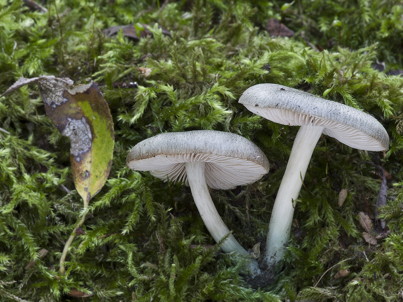 Pluteus salicinus